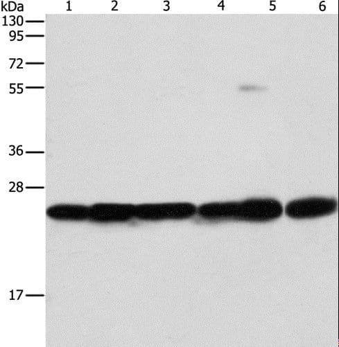 OPRS1 / SIGMAR1 Antibody