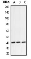 PPP1R8 / Rnase E Antibody (Internal)