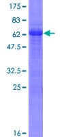 Human CREB3L2 / BBF2H7 Protein (Recombinant GST)