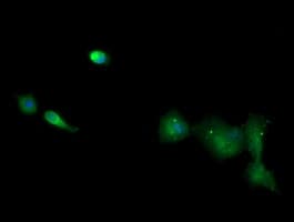 CD1C Antibody (clone OTI5A8, Carrier-free)