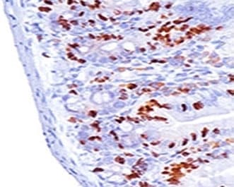 BrdU Antibody (clone MoBu-1, Ready-to-Use)
