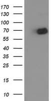 OGFOD1 Antibody (clone OTI1F4, Carrier-free)