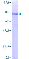 Human DPH2 Protein (Recombinant GST)