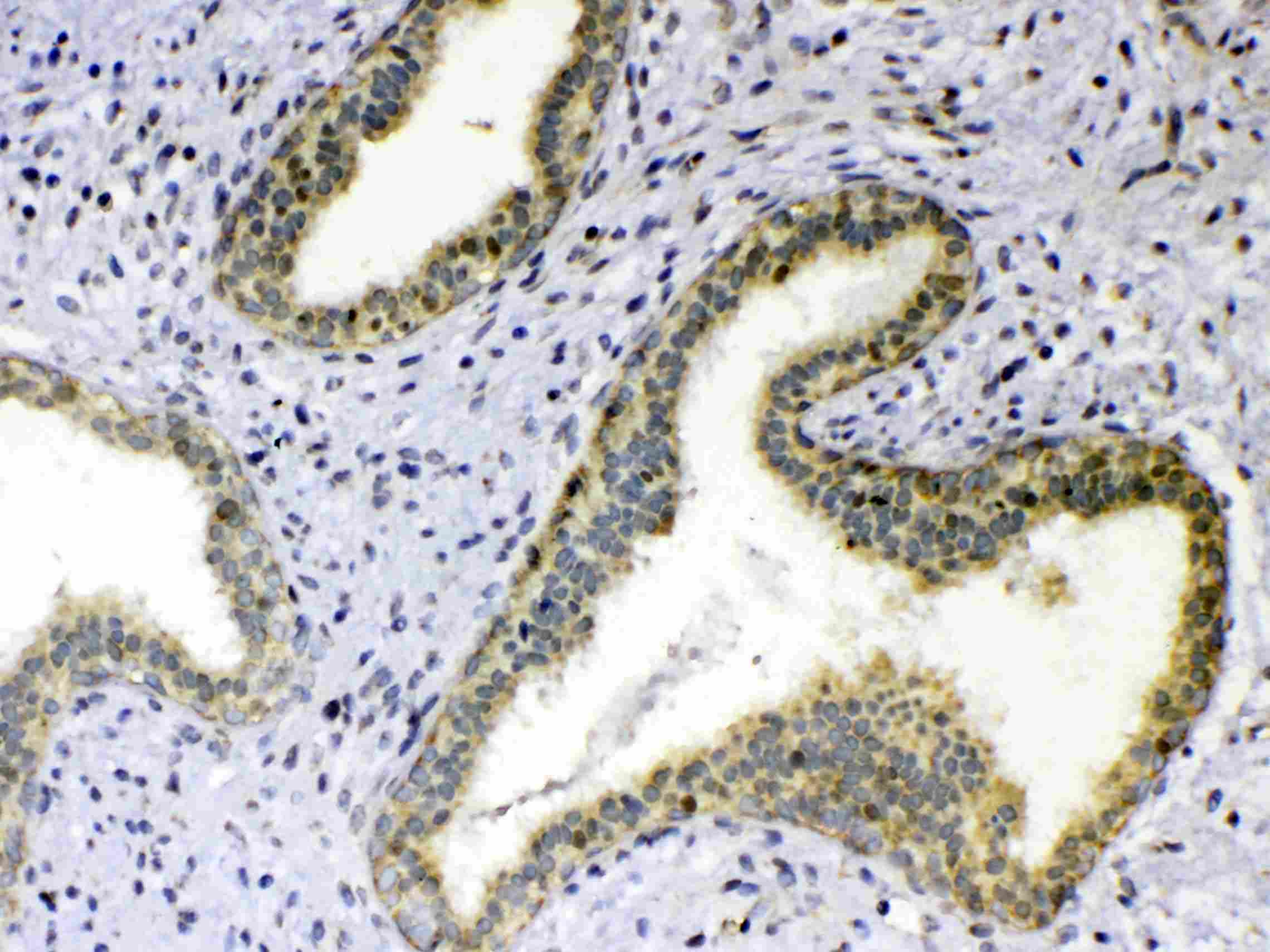 Polyclonal Rabbit anti-Human TNFSF18 / GITRL Antibody (IHC, WB)