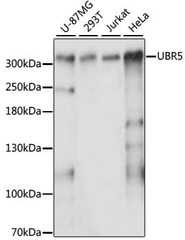Polyclonal Rabbit anti-Human UBR5 Antibody (WB)