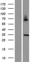 ASB11 Protein (Over-Expression Lysate Myc-DDK (Flag))
