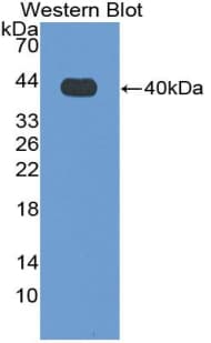 MMP10 Antibody (aa154-465)