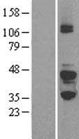 GNAZ Protein (Over-Expression Lysate Myc-DDK (Flag))