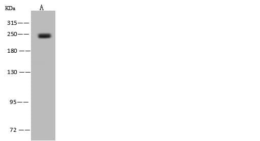 POLR2A / RNA polymerase II Antibody
