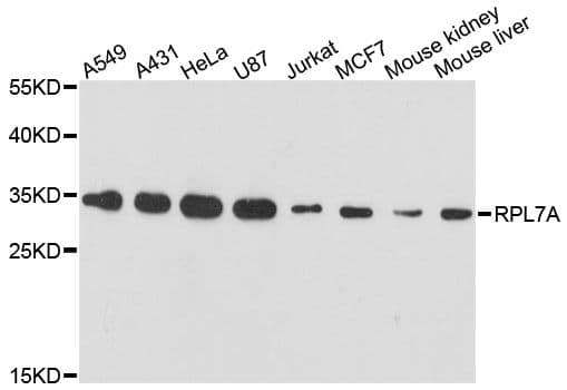 Polyclonal Rabbit anti-Human RPL7A / Ribosomal Protein L7a Antibody (WB)