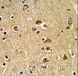 PDIA6 / ERP5 Antibody (aa236-264)