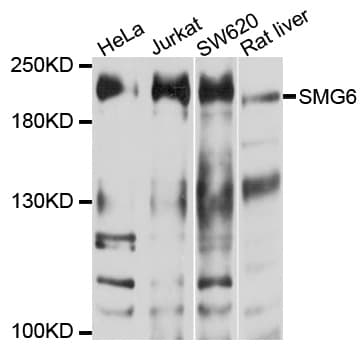 IHC-plus™ SMG6 Antibody