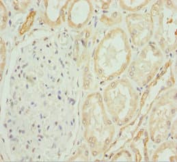 COG4 Antibody