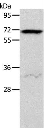 ACVR2 / ACVR2A Antibody