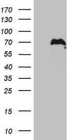 CWC27 Antibody (aa145-472, clone OTI4C1)