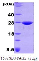 E. coli dsbG Protein (Recombinant)