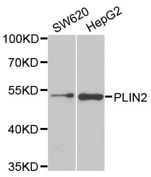 IHC-plus™ PLIN2 / ADFP / Adipophilin Antibody