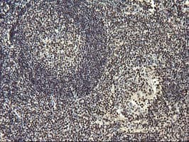 OSGEP Antibody (aa1-335, clone OTI9E3, Carrier-free)