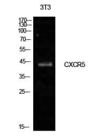 CXCR5 Antibody