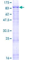 Human LAMA5 / Laminin Alpha 5 Protein (Recombinant GST)