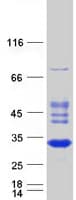 Human RABL2A Protein (Recombinant Myc-DDK (Flag))
