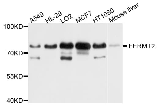 KIND2 / FERMT2 Antibody