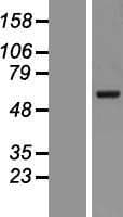 VANGL2 / LTAP Protein (Over-Expression Lysate Myc-DDK (Flag))