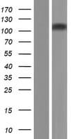 UNC45B Protein (Over-Expression Lysate Myc-DDK (Flag))