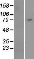SIGLEC10 Protein (Over-Expression Lysate Myc-DDK (Flag))