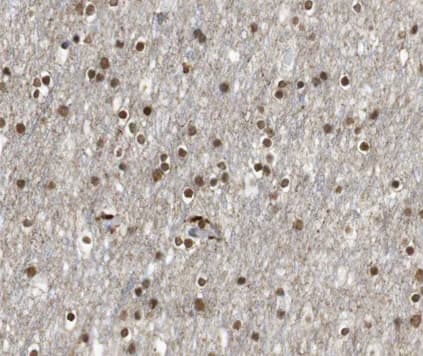 E2F4 Antibody