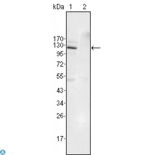 EPHB4 / EPH Receptor B4 Antibody