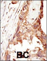 PRDM14 Antibody (aa1-30)