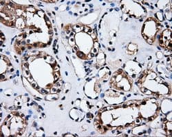 ELAVL1 / HUR Antibody (clone OTI14F4)