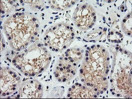 PARVA Antibody (clone OTI2B11)