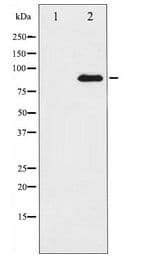 SP1 Antibody