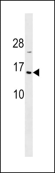 Polyclonal Rabbit anti-Human HIST1H2BA Antibody (aa1-30, WB)