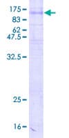 Human SV2C Protein (Recombinant GST)