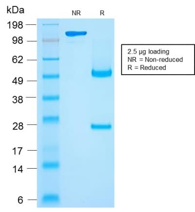 CD27 Antibody (clone rLPFS2/1611)
