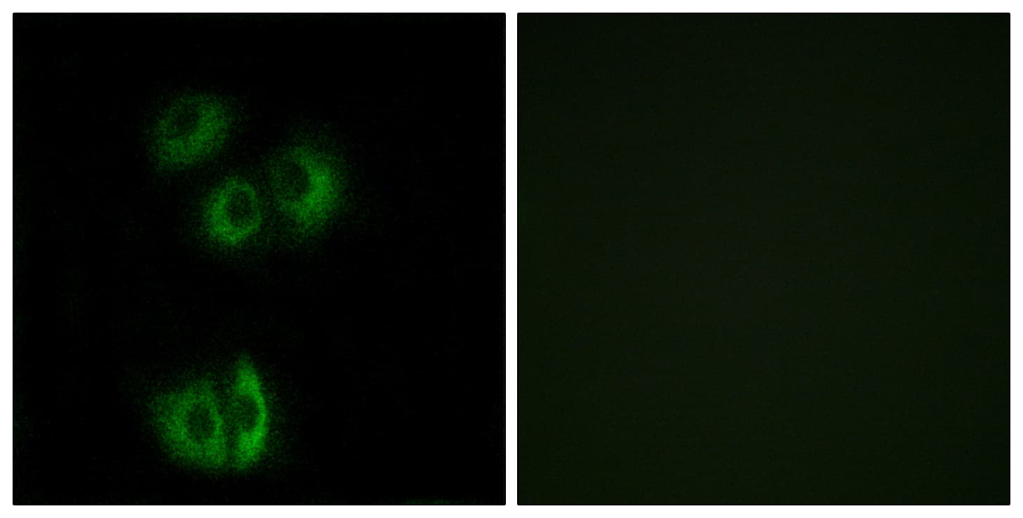 CELSR3 Antibody (aa3195-3244)