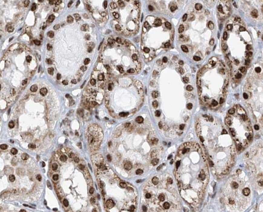 Polyclonal Rabbit anti-Human APLF / PALF Antibody (IHC, WB)