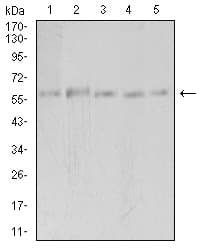 PAK3 Antibody (clone 4G8F11)