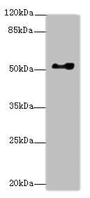 EIF2S3 / EIF2G Antibody