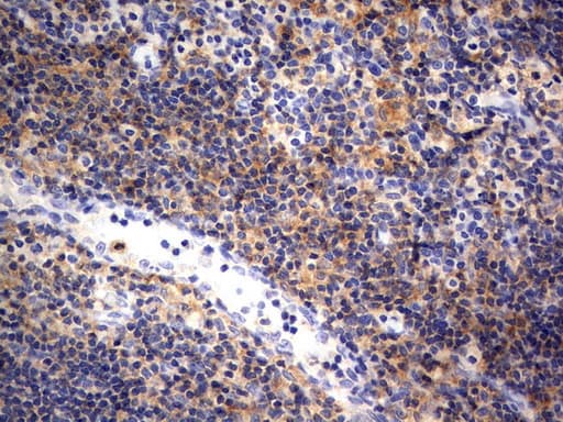RAPGEF1 Antibody (clone UMAB140, Carrier-free)