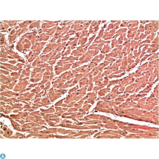 CD144 / CDH5 / VE Cadherin Antibody