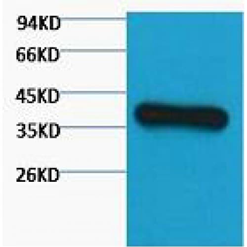 GAPDH Antibody (clone 2B8)