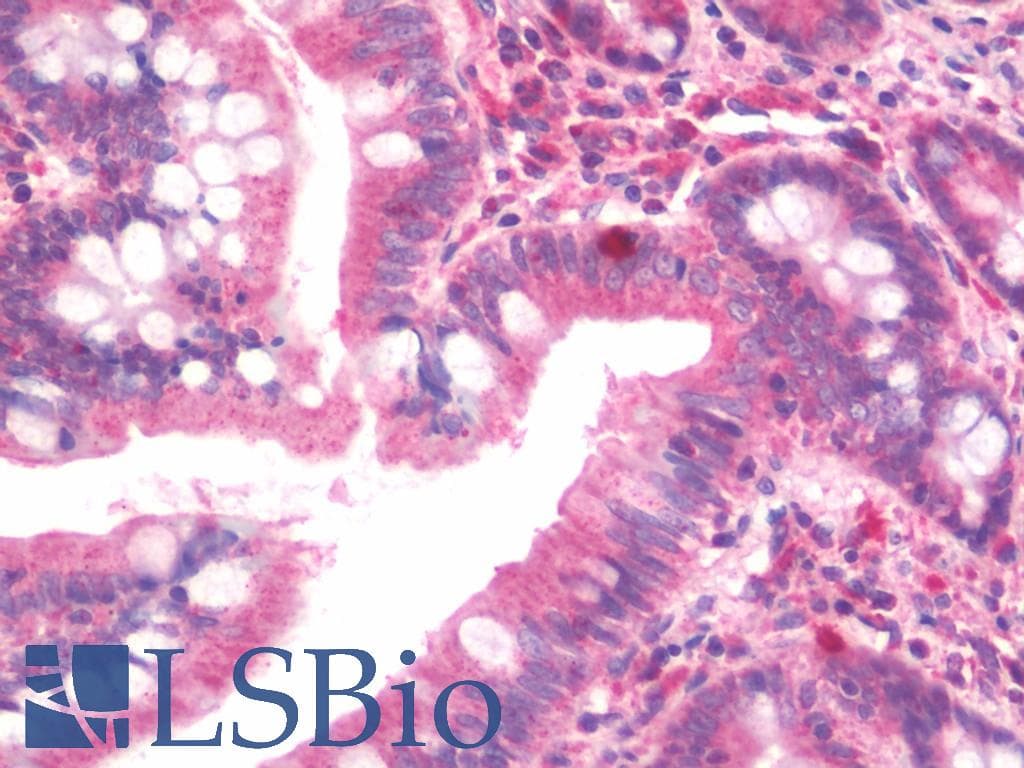 IHC-plus™ Polyclonal Rabbit anti-Human ZFHX3 / ATBF1 Antibody (aa517-787, IHC, WB)