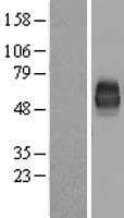 DNAM-1 / CD226 Protein (Over-Expression Lysate Myc-DDK (Flag))