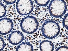 SSR1 Antibody (clone OTI4H6, Carrier-free)