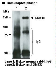Polyclonal Rabbit anti-Human GOLGA2 / GM130 Antibody (WB)