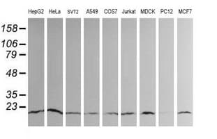 UBE2G2 Antibody (clone OTI1D7)